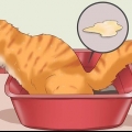 Hur man botar en katt från förstoppning