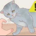 Håller i en katt