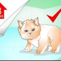 Badar en kattunge