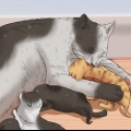 Uppfostra en kattunge