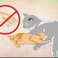 Att få en kattunge att älska vatten