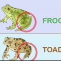 Att skilja en groda från en padda