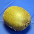 Mogna en kiwi
