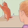 Att lugna en katt i värmen