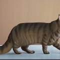 Identifiera en maine coon