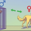 Att lugna en hanhund när en hona är brunstig