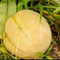 Mogna en melon