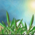 Beskärning av en oleander
