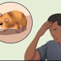 Fångar en förrymd hamster