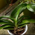Plantera om en orkidé