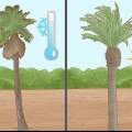 Plantera en palm