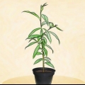 Plantera ett persikoträd