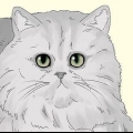 Identifiera en perserkatt