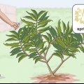 Beskärning av en plumeria