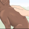 Identifiera en renrasig labrador retrievervalp