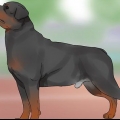 Identifiera en rottweiler