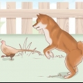 Att välja en shiba inu-valp