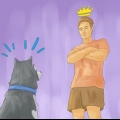Att träna en siberian husky