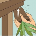 Återuppliva en döende aloe vera-växt