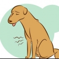 Att känna igen en döende hund