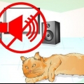 Tröstar en döende katt