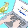 Grooming en cockatiel