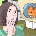 Att hitta en herrelös hamster