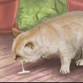 Behandla en förgiftad katt