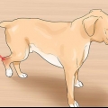 Behandla en stukning hos en hund
