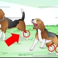 Hur man behandlar en stukad fotled hos en hund