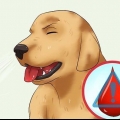 Hur man tar bort en ''rävsvans'' från en hunds näsa