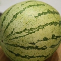 Att välja en vattenmelon