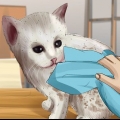 Tvätta en föräldralös kattunge