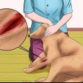 Behandla ett sår hos en hund