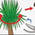 Beskär en yucca