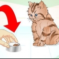 Låta en sjuk kattunge äta