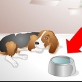 Hjälper en sjuk hund att dricka