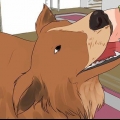 Hur man tvättar en gravid hund