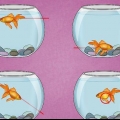 Hur man behandlar en simblåsinfektion hos en guldfisk