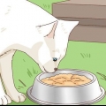 Adoptera en herrelös katt