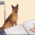 Se till att din hund går upp i vikt på ett hälsosamt sätt