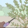 Förvaring av eucalyptus