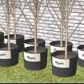 Plantera fruktträd