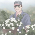 Plantera gardenia