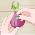Plantera grodda lök