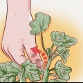 Beskärning av pelargoner