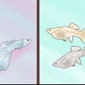 Uppfödning av guppies