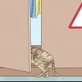 Inse att en katt ska föda