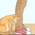 Inse om en katt är en herrelös katt
