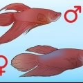 Att bestämma kön på en betta fish